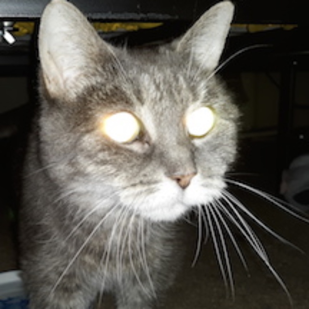 Meet your Posher. All sales go to cat care